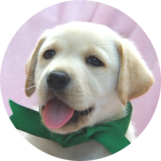 英国ラブラドールの子犬(A child of & ) 英国ラブラドールの子犬